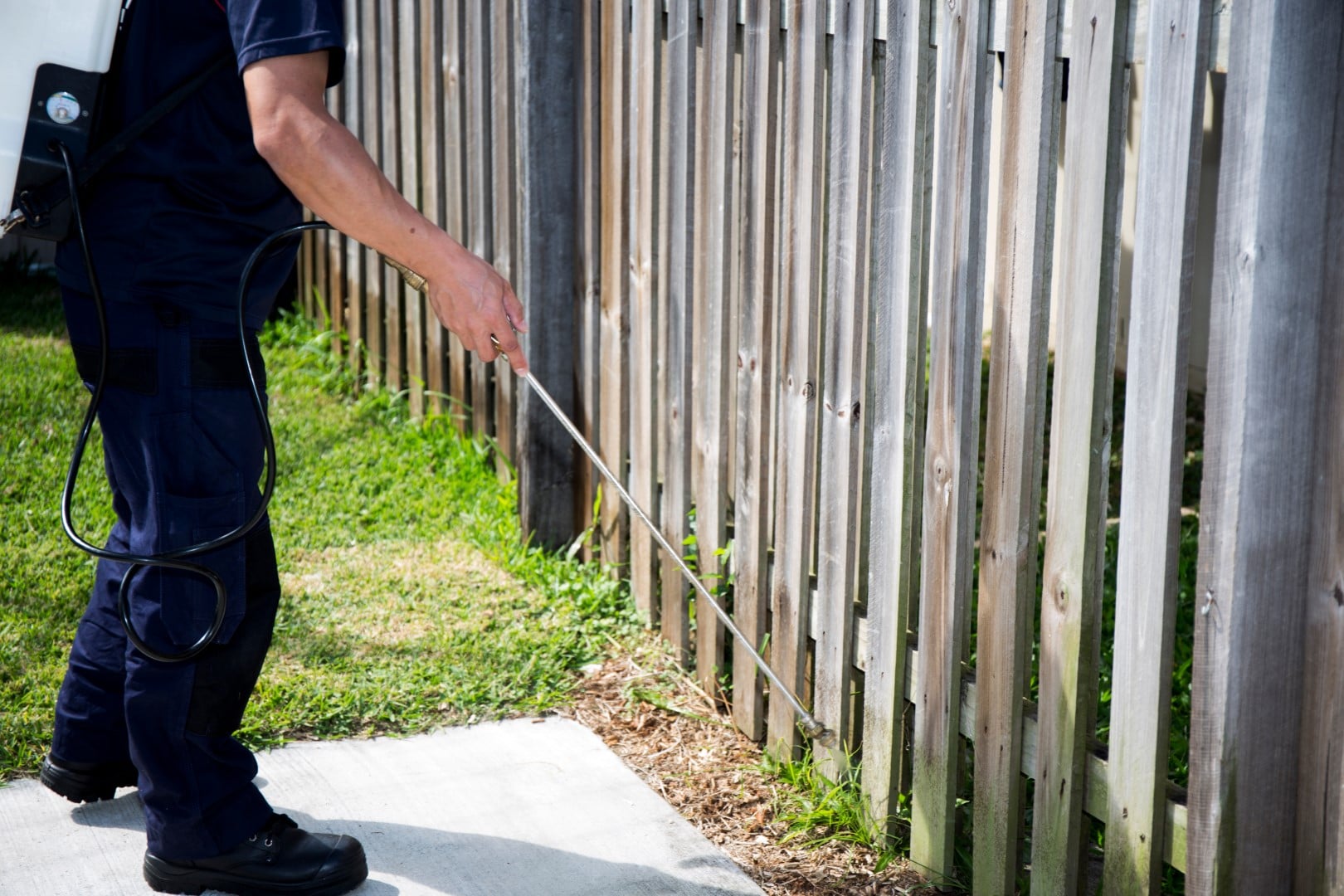 Pest Control &raquo; pest control