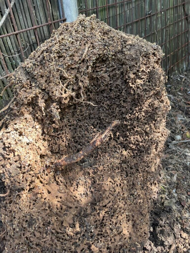 Termite Nests &raquo;