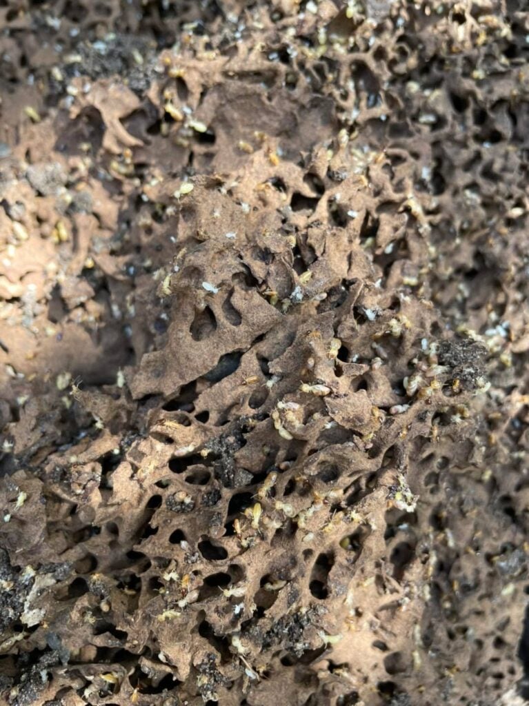 Termite Nests &raquo;