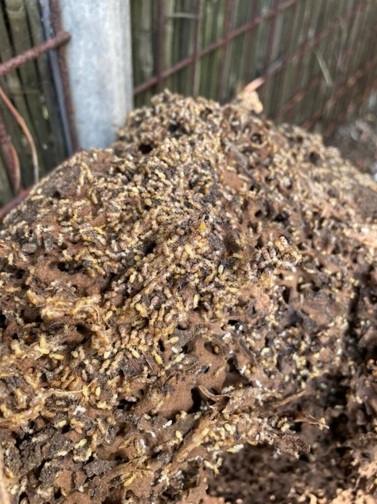 Termite Nests &raquo;