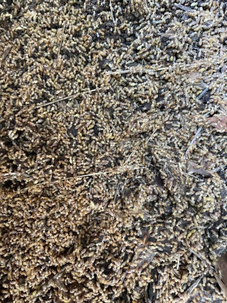 Termite Nests &raquo;