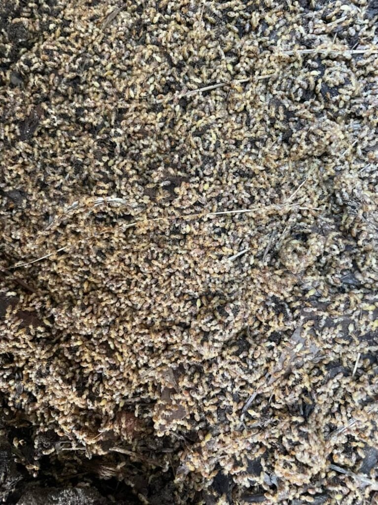 Termite Nests &raquo;