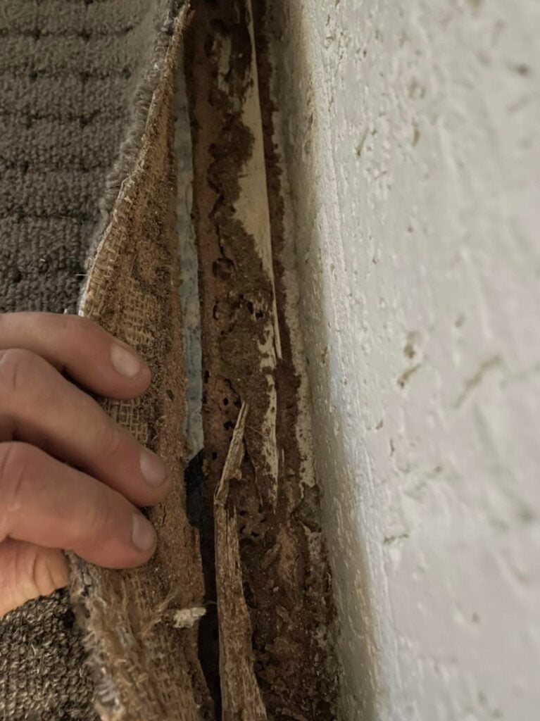 Termite Radar Detection &raquo;