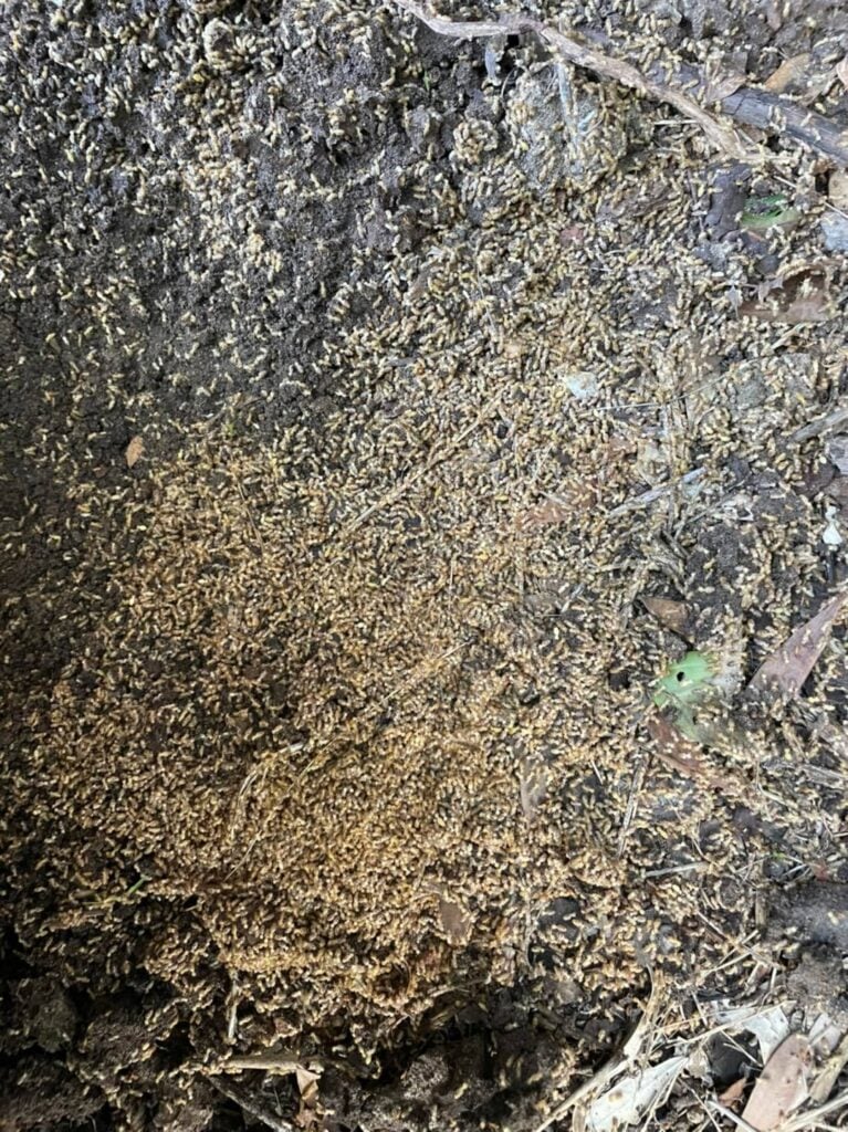 Termite Nests &raquo;