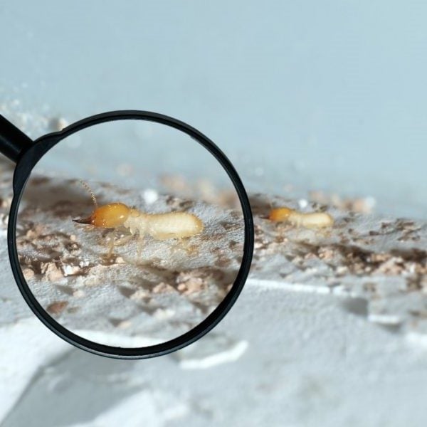 termite-identification-magnifying glass